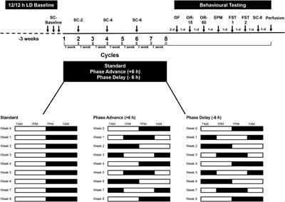 Chronic Jet Lag Simulation Decreases Hippocampal Neurogenesis and Enhances Depressive Behaviors and Cognitive Deficits in Adult Male Rats